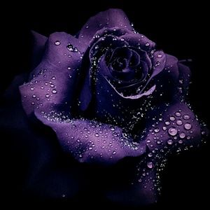 Meet your Posher, Carla